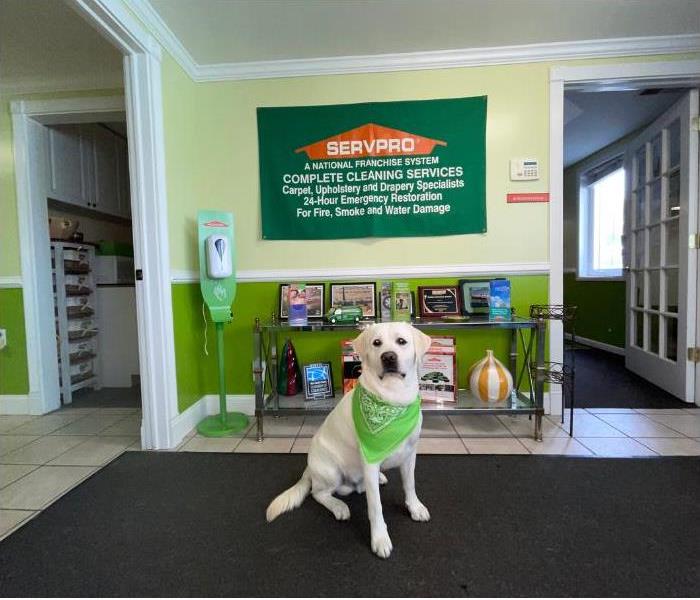 White dog in the lobby of a SERVPRO office