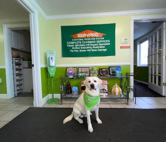 White dog in the lobby of a SERVPRO office