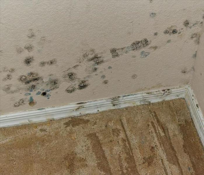 Mold on Floor and Wall